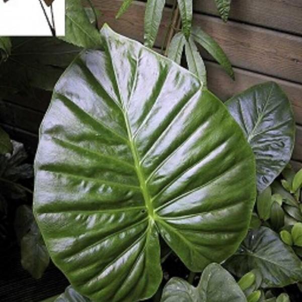 Alocasia, Calidora