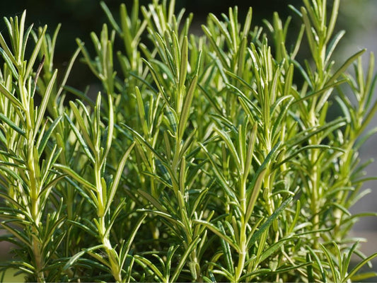 Rosemary, Coned