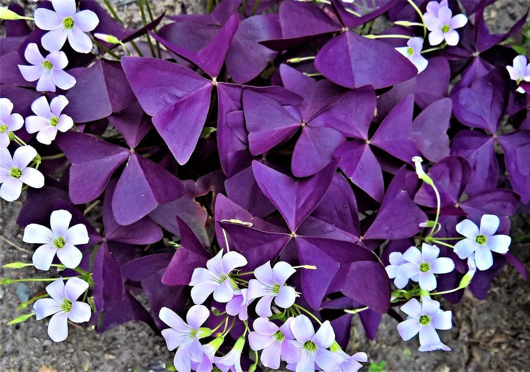 Purple Shamrock, Oxalis