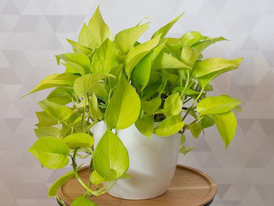 Pothos, Neon