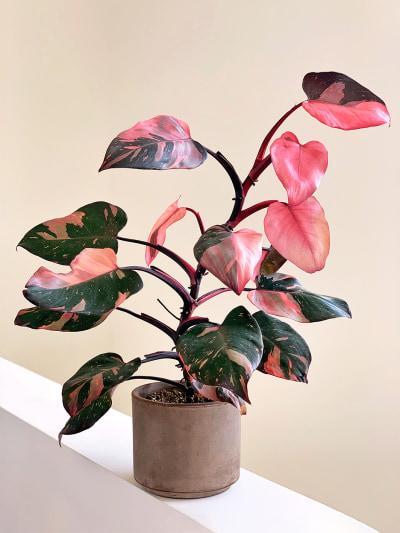 Philodendron, Pink Princess Totem