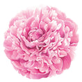 Load image into Gallery viewer, Placemat, Die-Cut Peony
