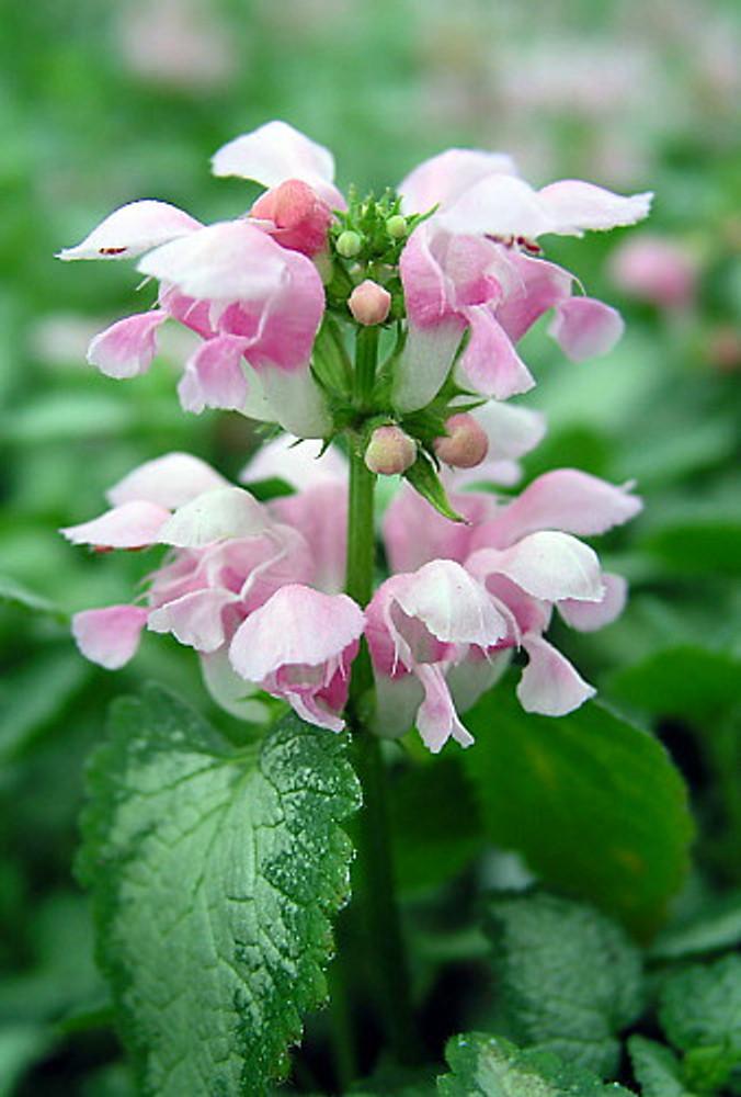 Lamium, Dead Nettles