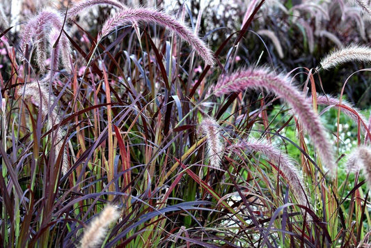 Pennisetum, Advena Rubrum