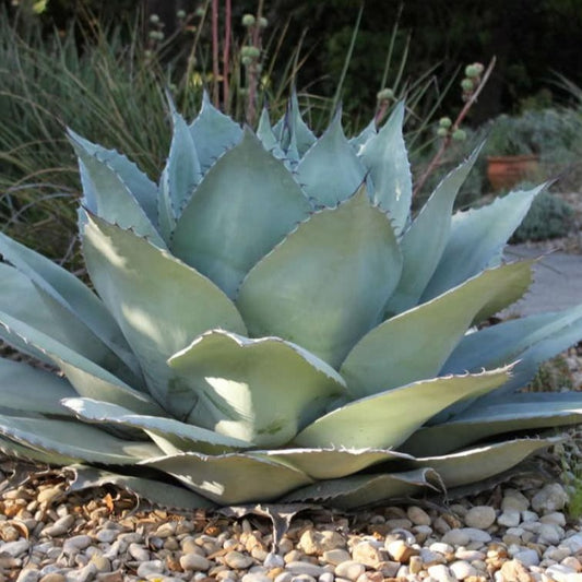 Agave, Whales Tongue