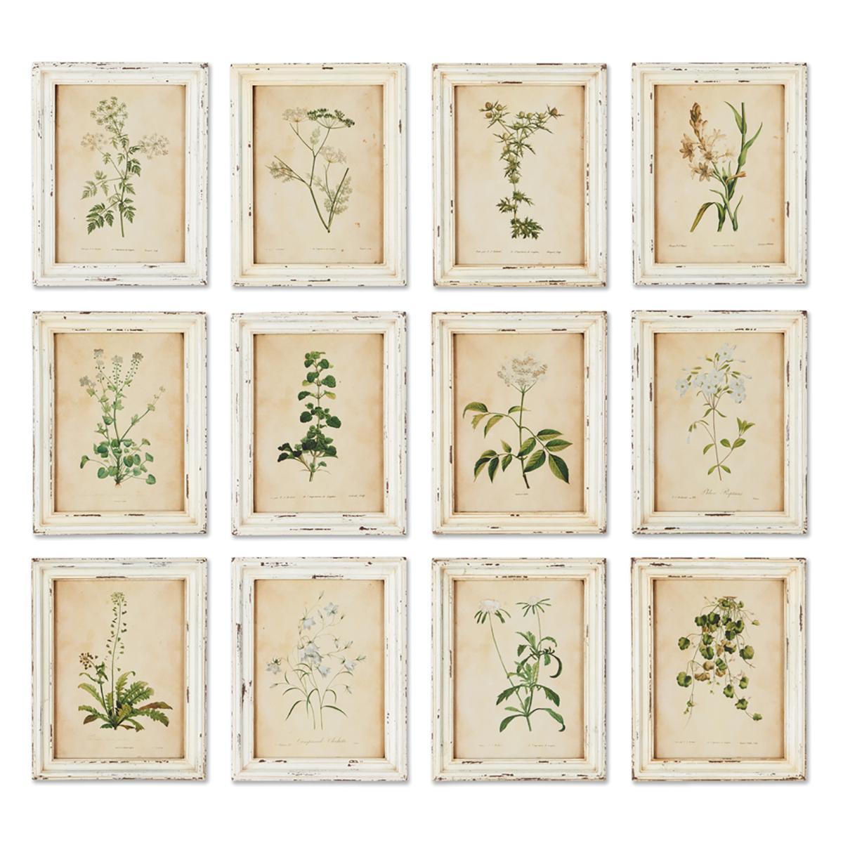 Prints, Framed Wildflower (S/12)