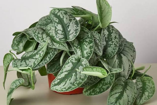 Pothos, Silver