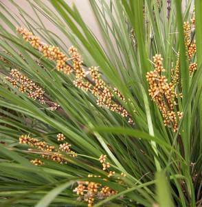 Lomandra, Basket Grass