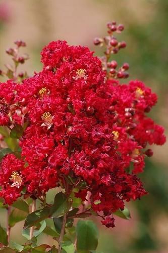 Crape Myrtle, Scarlet (Red)