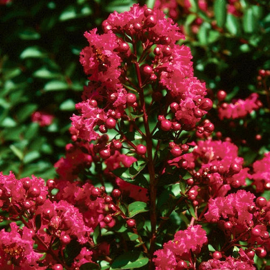 Crape Myrtle, Mini Dazzle Cherry (Red)