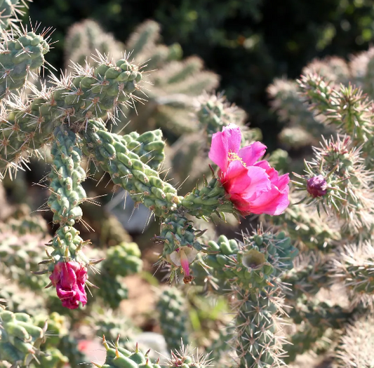 Cholla, Cylindropuntia