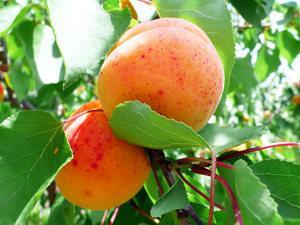 Apricot, Fruit Tree
