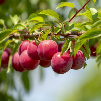 Plum, Fruit Tree