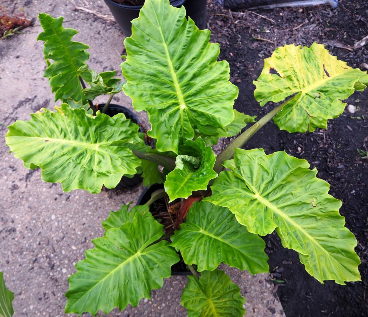 Alocasia, Low Rider