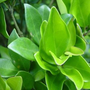 Ligustrum, Wax Leaf