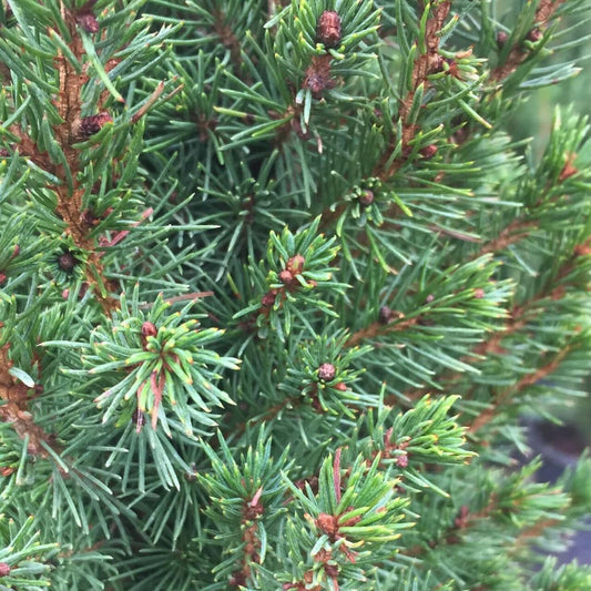 Spruce, Dwarf Alberta