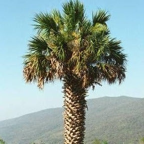 Palm, Texas Sabal