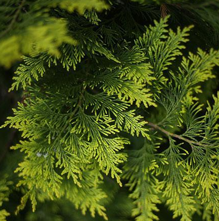 Juniper, Brodie Red – Honey Locust Farms