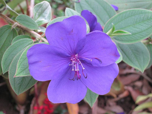 Princess Flower, Purple