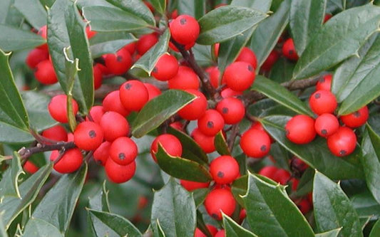 Holly, Foster Tree Form