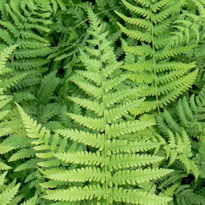 Fern, Southern Wood – Honey Locust Farms