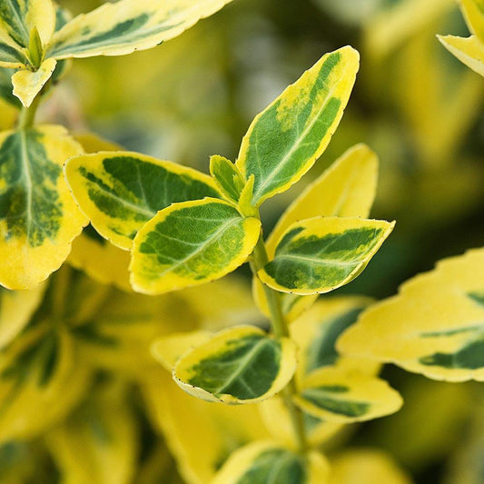 Euonymus, Emerald N' Gold