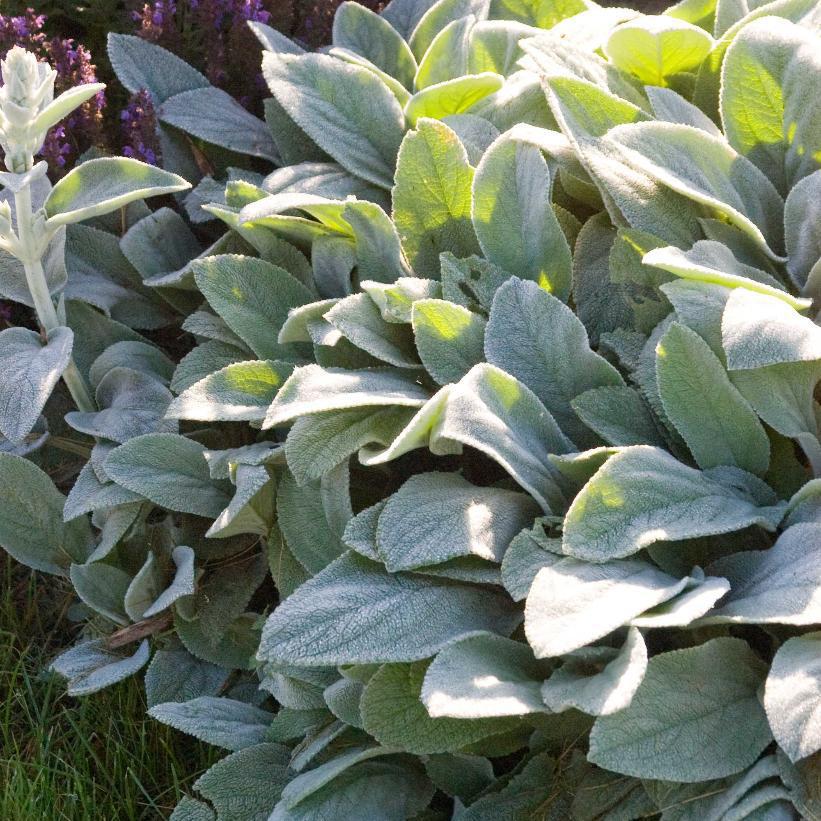 Stachys, Helen von (lambs ears)