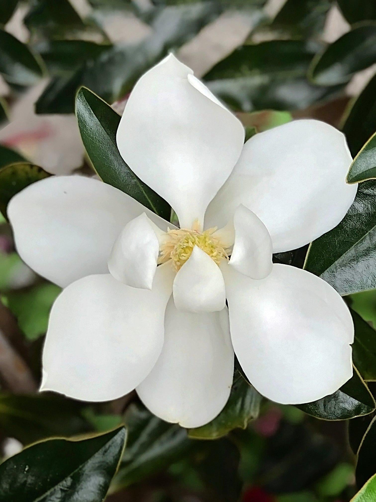 Magnolia, Little Gem