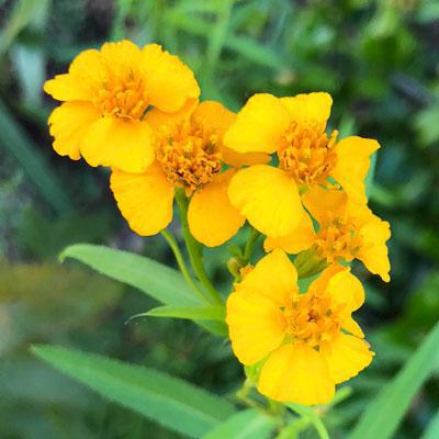 Mexican Mint Marigold