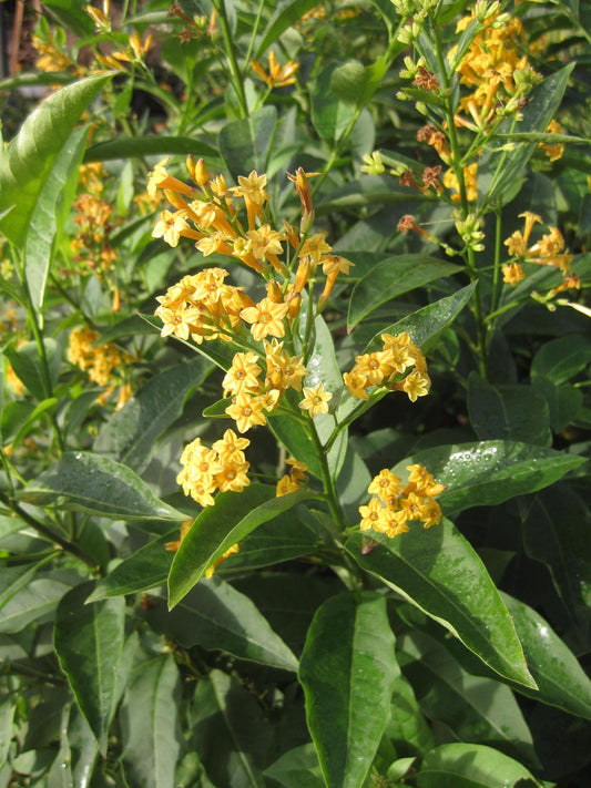 Cestrum, Yellow