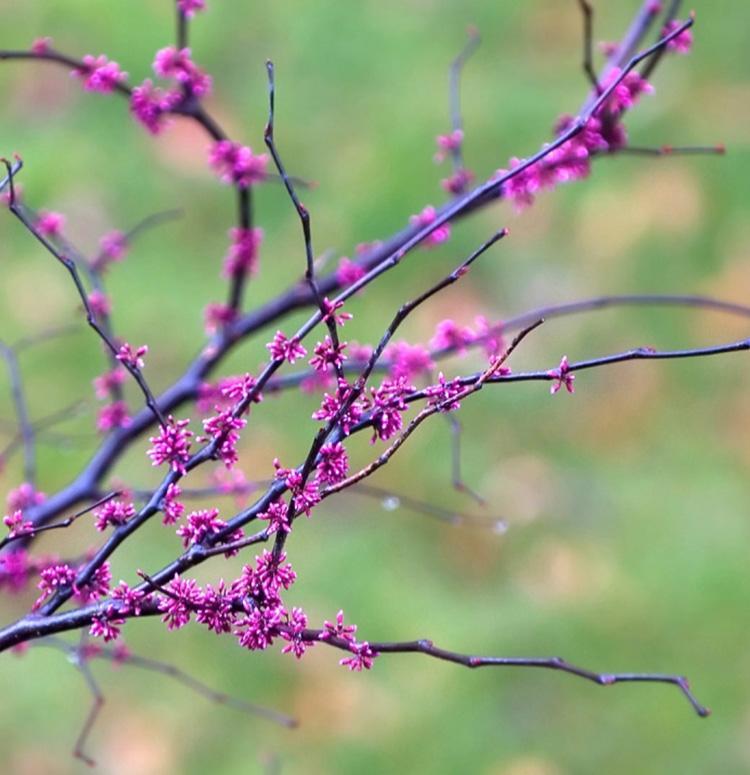 Red Bud, Forest Pansy