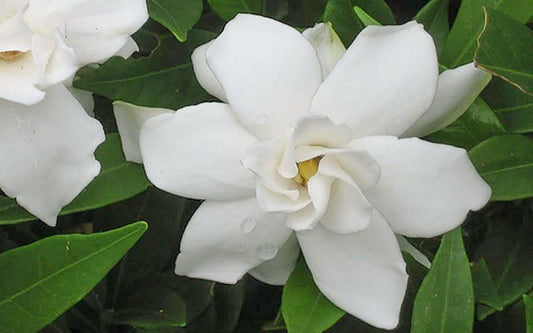 Gardenia, Frostproof