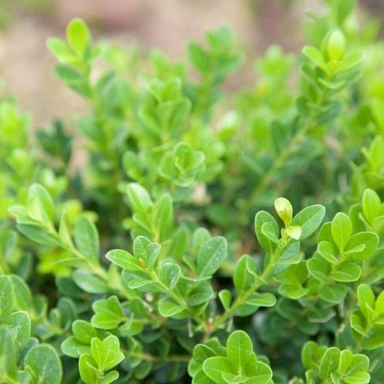 Boxwood, Baby Gem