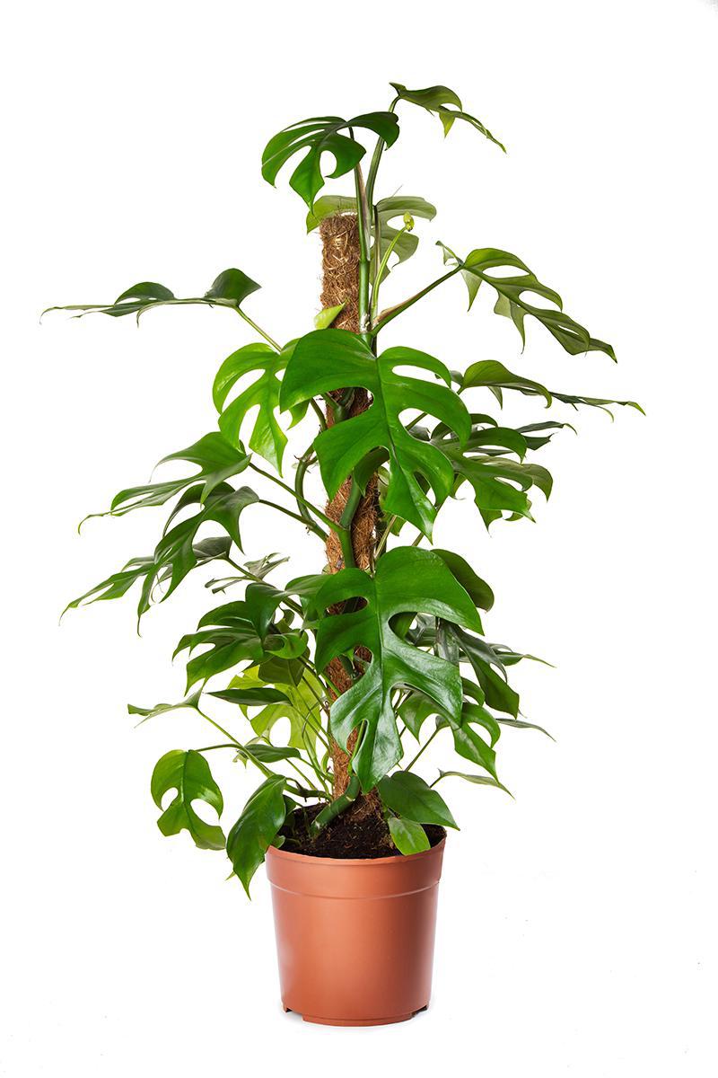 Philodendron, 'Minima' Totem Pole