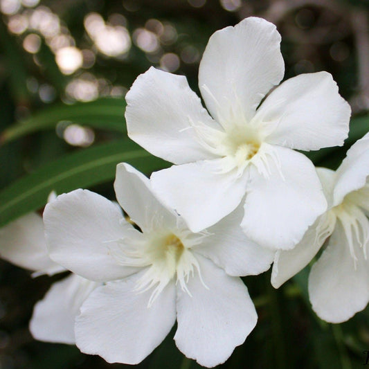 Oleander