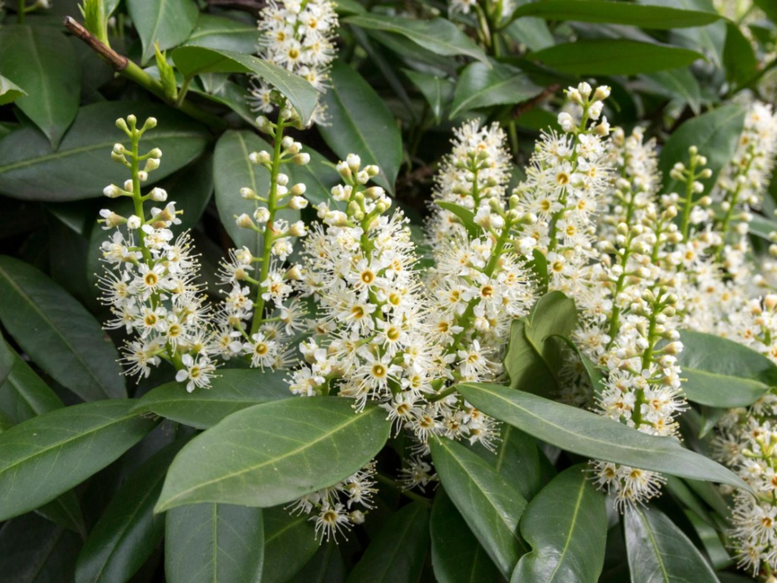 Cherry Laurel