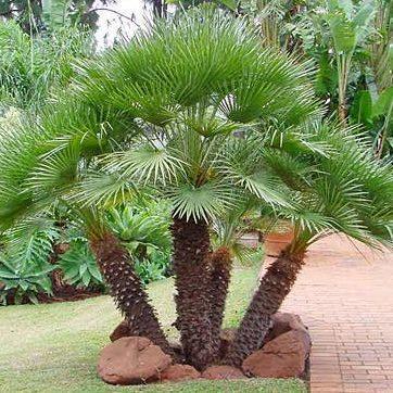 Palm, Mediterranean Fan