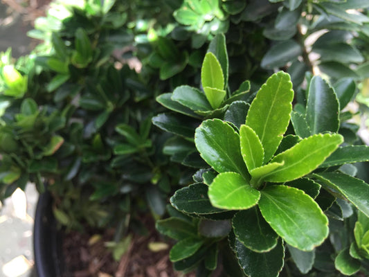 Euonymus, Boxleaf