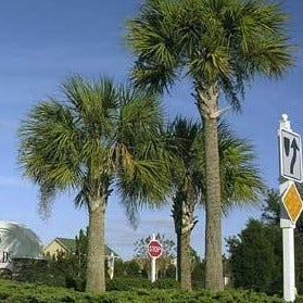 Palm, Florida Sabal