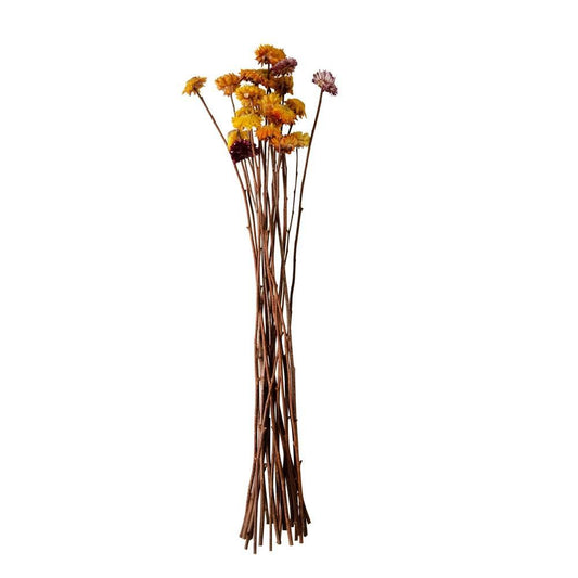 Dried Natural Straw Flower Bunch, Multi Color