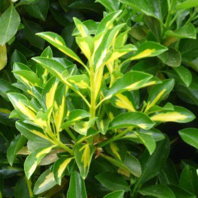 Euonymus, Gold Spot