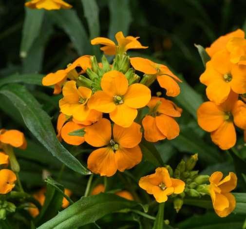 Wallflower, Sunstrong Orange