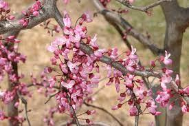 Red bud, Weeping Ruby Falls