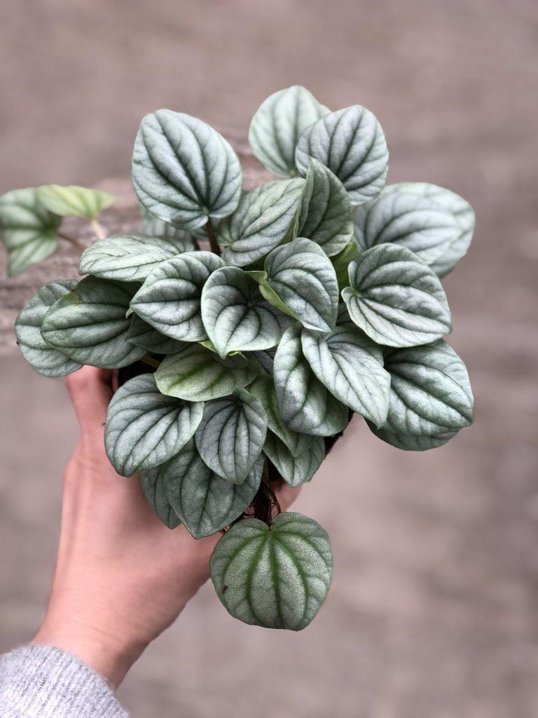 Peperomia, Frost