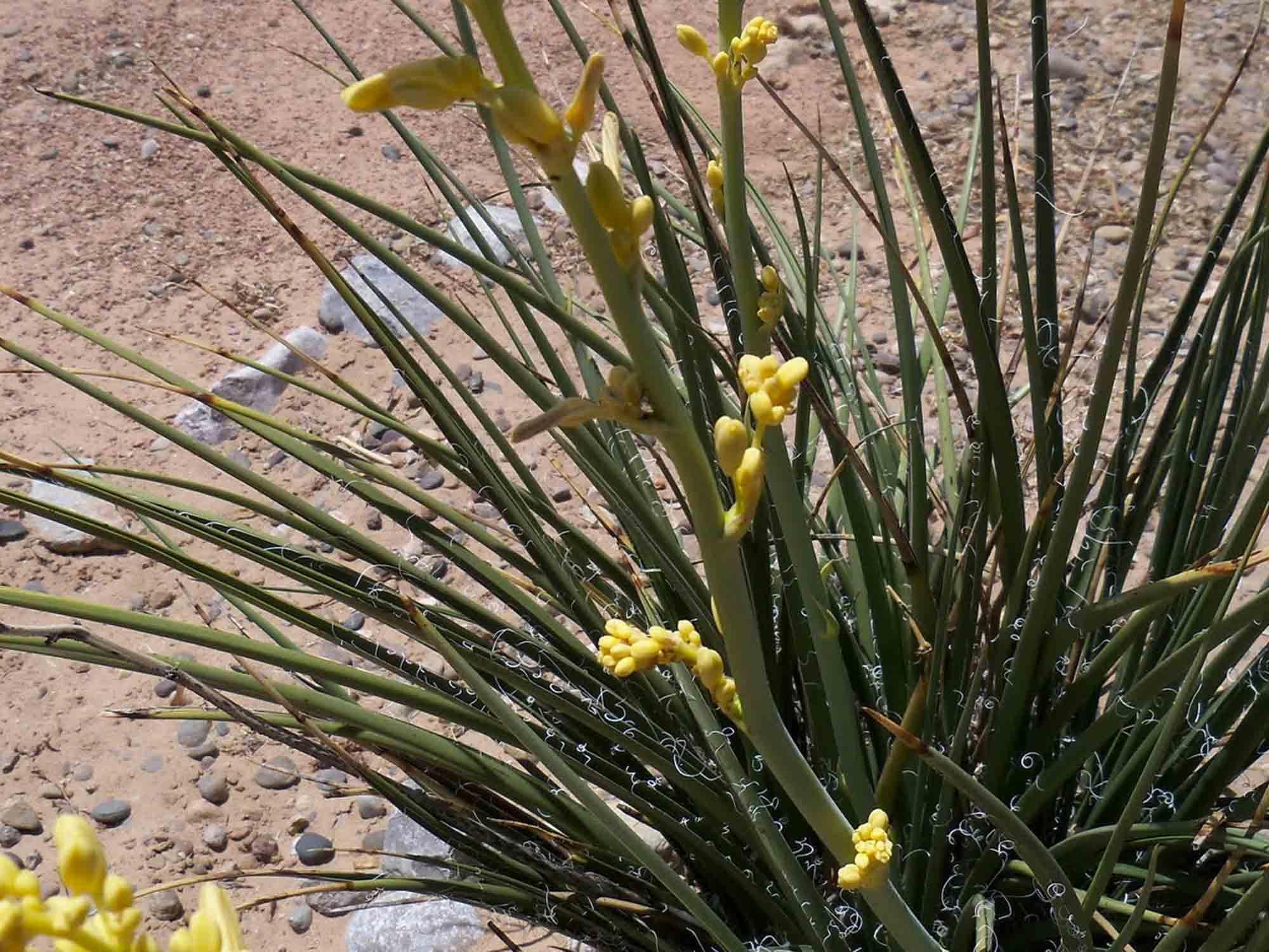 Yucca, Yellow