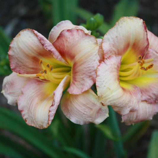 Daylily