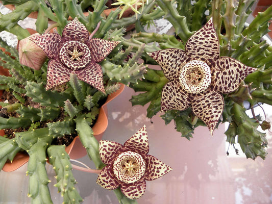 Stapelia, Starfish