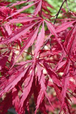 Maple, Japanese Tamukeyama