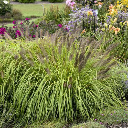 Pennisetum, Lemon Squeeze