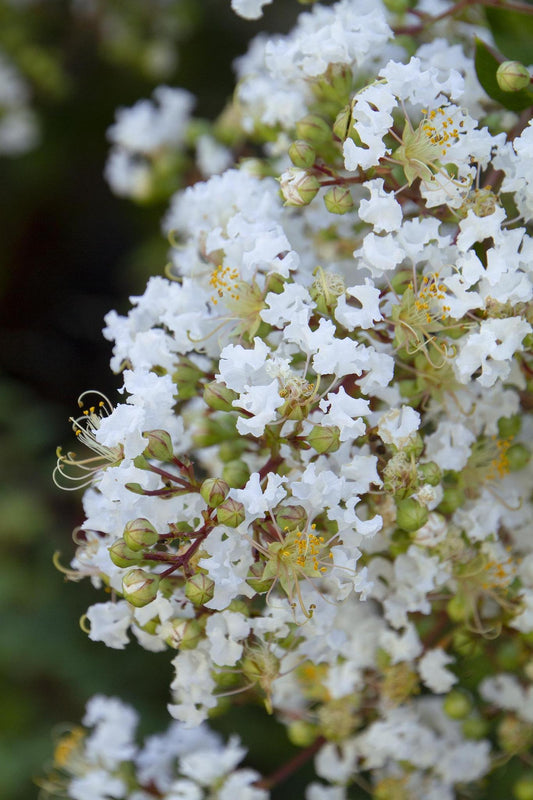 Crape Myrtle, Natchez (White)